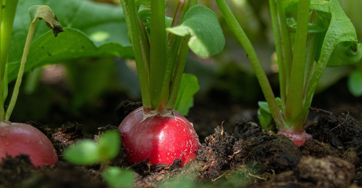 Radish